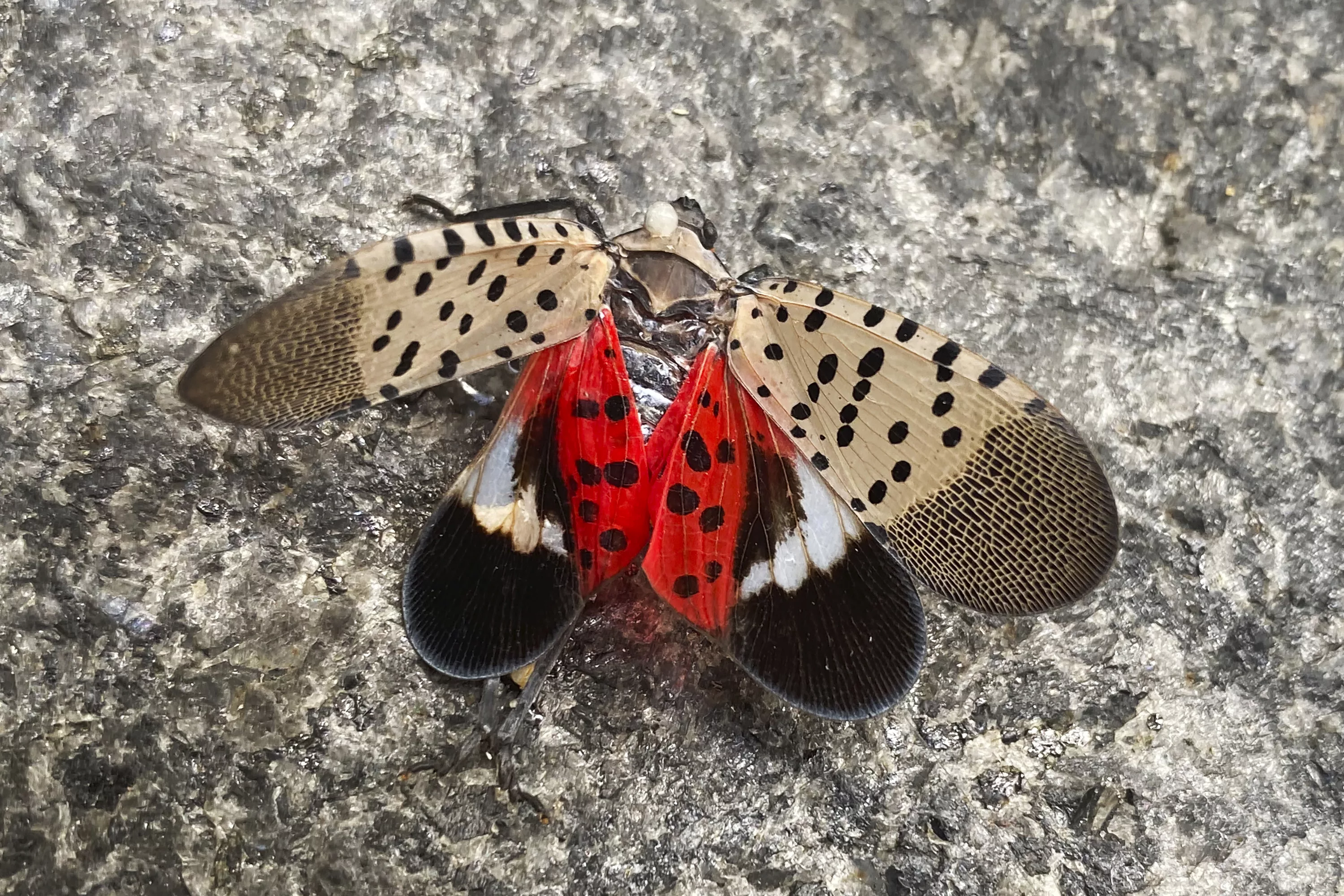 spotted-lanternflies-illinois