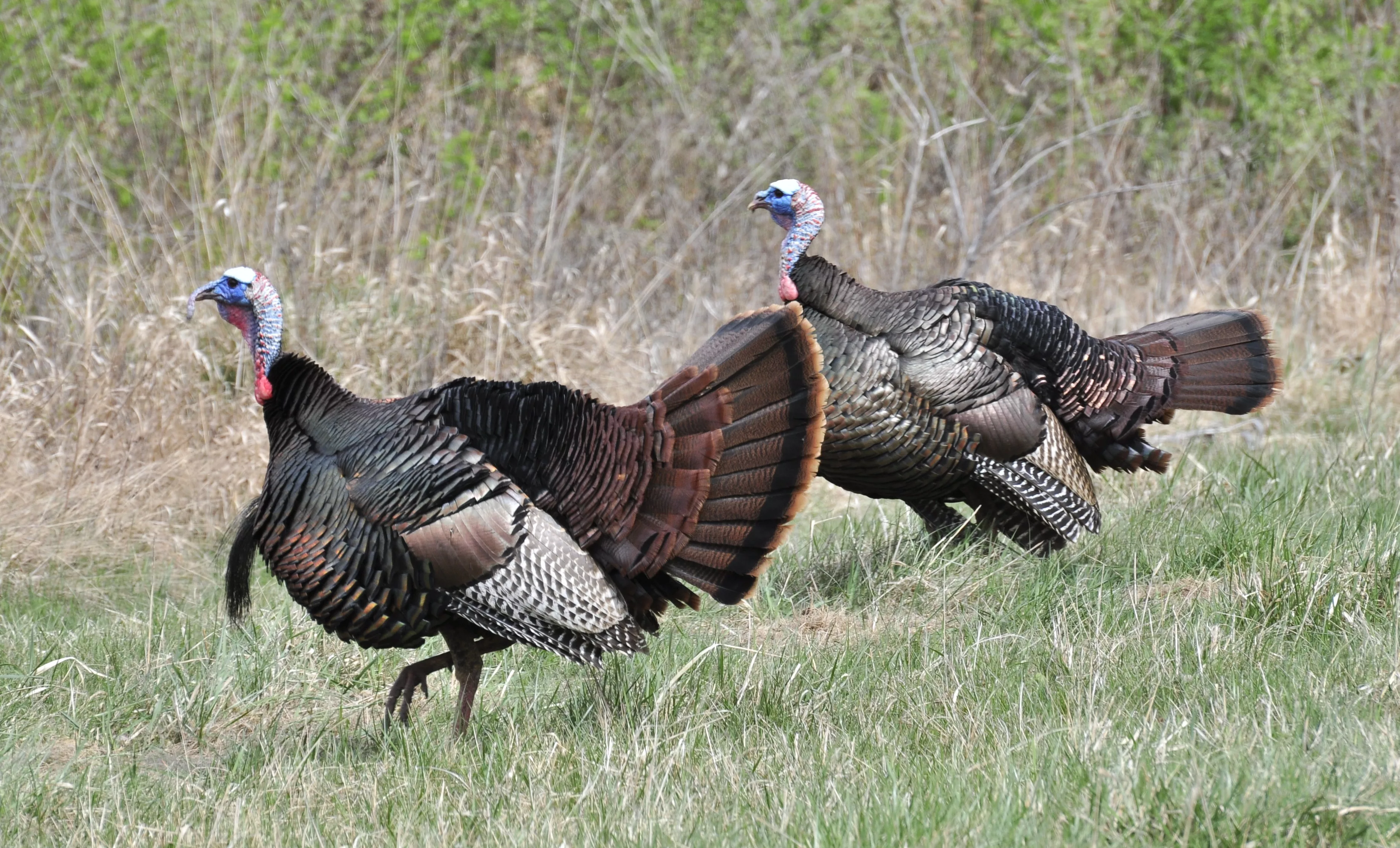 wild_turkeys