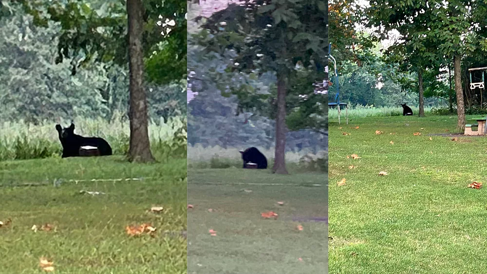 Bear Sighting in Eastern Williamson County WMIX