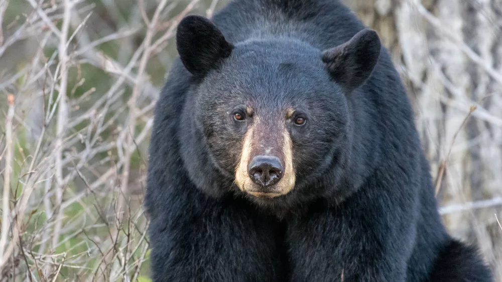 Bear Spotted Sunday at Carbondale Golf Course WMIX Bear Spotted Sunday at Carbondale Golf Course WMIX