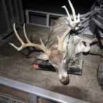 Keyton Mitchell: Heard footsteps in the woods behind a creek bed…looked behind me didn’t see antlers patiently waited for the deer to move out of the brush so I could see what it was. Turned out being a wide 10 point buck. Had to wait for him to clear the brush.After he cleared the brush I shot right behind the shoulder.Got down after shooting light to find blood….never found any….hot really concerned I shot a deer and possibly injured it. On the verge of giving up and my grandpa says “you check the field line?” I said “no, it’s really thick.”Got to the field line and looked to my right and he was laying there