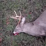 Robert Breeze: Got this one just north of Bluford. Him and another smaller buck was running all around a field with their heads down trying to find a Doe's scent. Finally this one came right by me. It's hard to see in the picture but he has an extra antler growing out above his left eye.