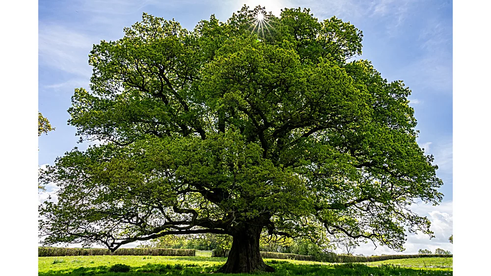 oak-tree-5-jpeg