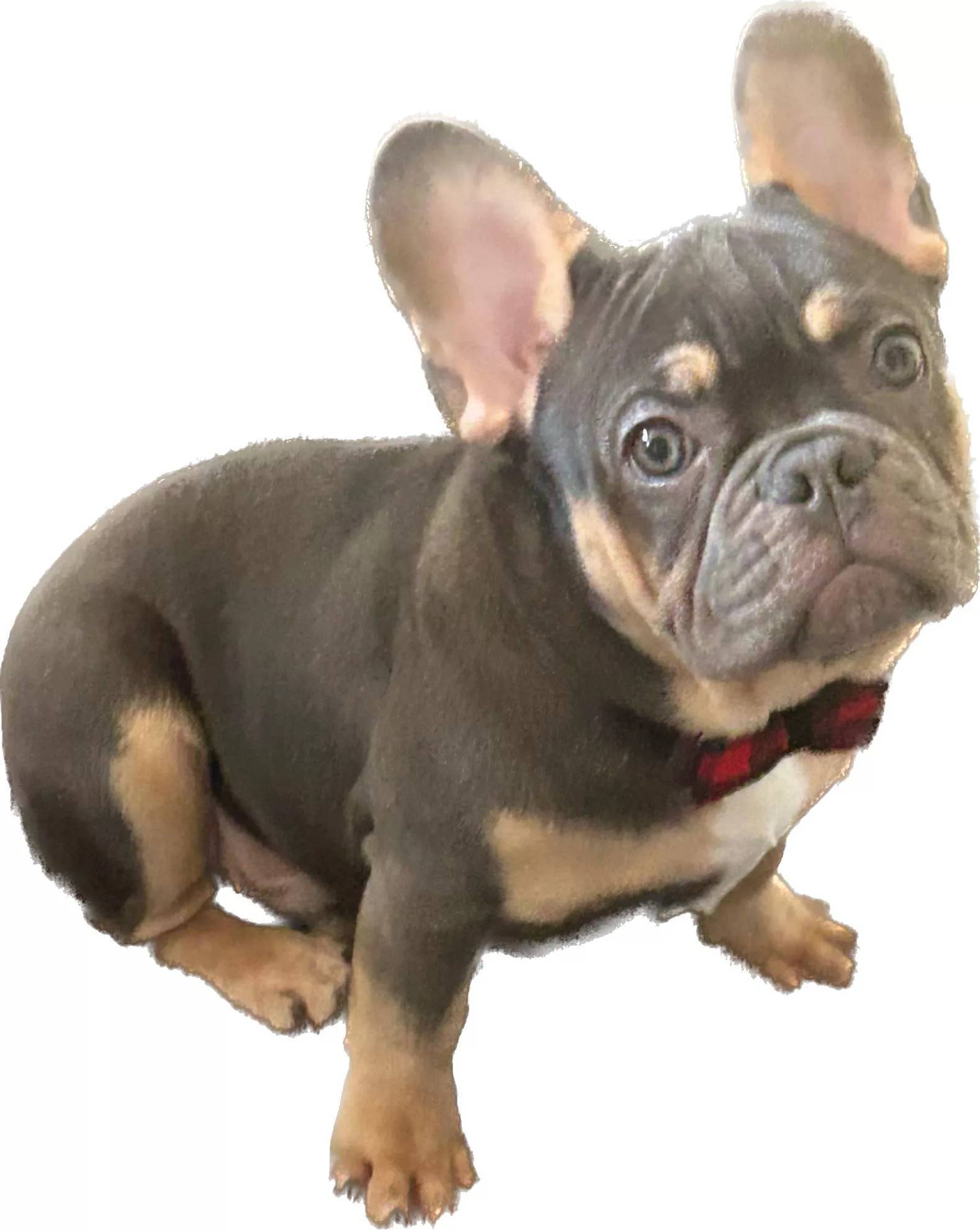 gotti-jpg