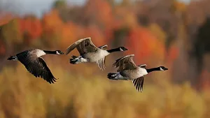waterfowl-jpeg