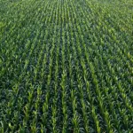 agronomy-5-jpeg