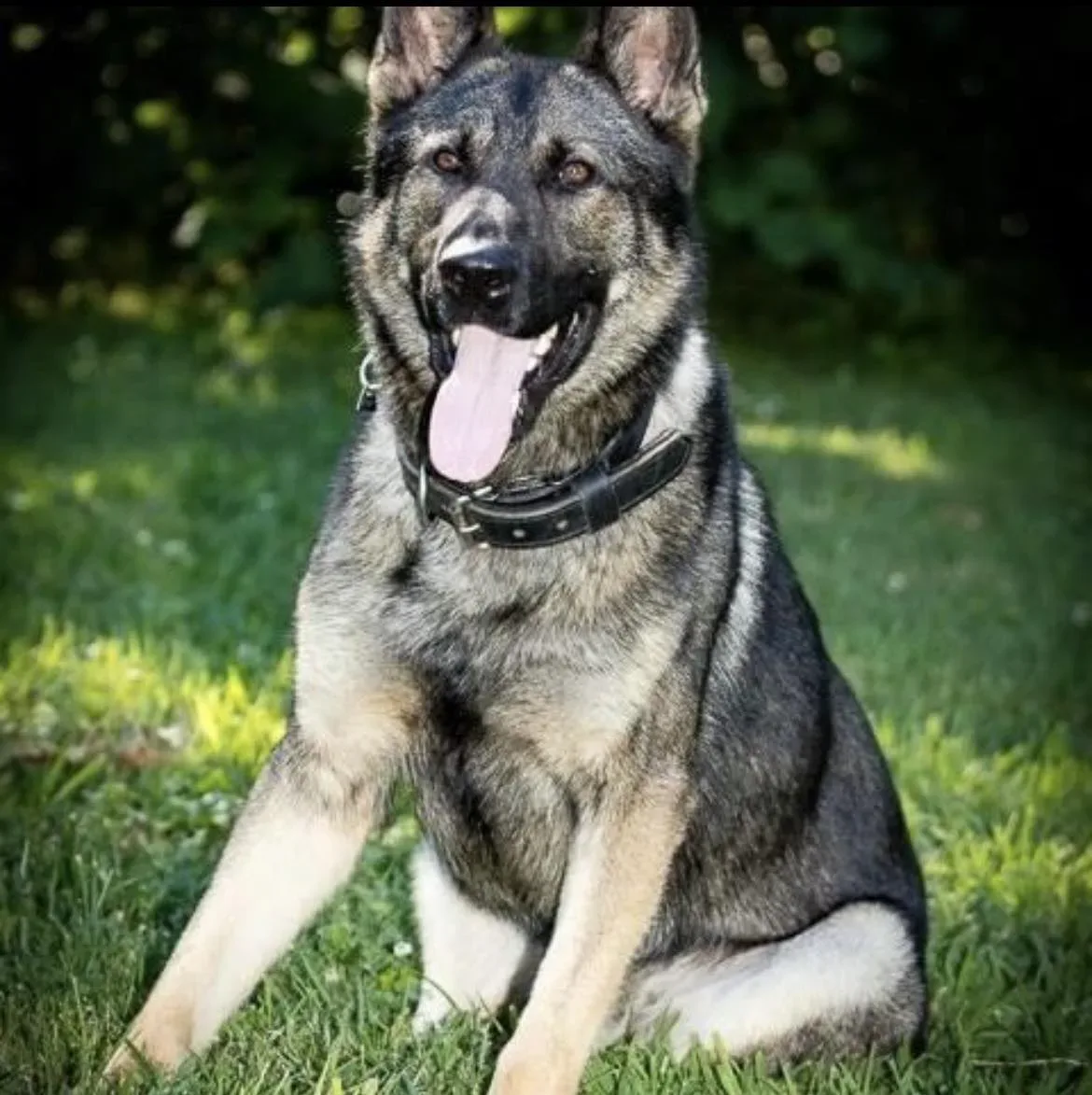 k9-freddy-jpg