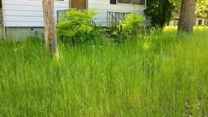 overgrown-lawn-4-jpeg