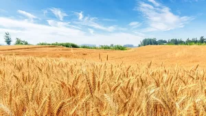 wheat-2-jpeg
