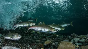 rainbow-trout-jpeg-2