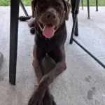 Jazzy: Because she was side of the road pickup. She is a 5 month old lab