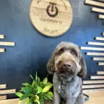 Kyrie: He’s an Aussiedoodle. He’s so sweet! He is always just a happy smiling pup. He come to work with me often and comforts patients while in appointments, receiving iv therapy, and calms nerves before blood draws.
