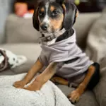 Copper: Copper is a freeing walker coonhound that loves the outdoors and is the best family dog a person could ask for, always playing outside or cuddling on the couch watching Harry Potter