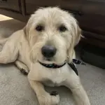 Flash: Flash is a lab/golden doodle mix. He is a sweet, lovable, family dog.