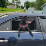 Bootsy: He's a good dog! He loves his family and even though he is an older dog when he was given to us he still loves to play like a pup! His favorite toy is his ball, and loves getting poop treats and riding shot gun in the car.