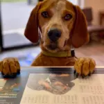 Tucker: Tucker is a 6 year old Red Tick Coonhound. He has quite the personality. He likes to bark a lot and play with his brother Benny and sister Indy. He loves coming to Happy Tails and being with all his friends.