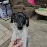 Buddy: He's an old man who is spoiled rotten 😁, I treat him myself, be hates his nails done but I do my best. Any treatment he can get I would appreciate!