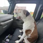 Bailey: Bailey is an older dog now but has the energy and feistiness of a puppy. She loves people, car rides, and going for walks. She has been boarded many times at Happy Tails over the years when I can’t take her with me.