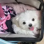 Nadia: Nadia is very quiet and loving. We spoil and pamper her just because he loves it and almost demands it. Being a Maltese, shes very delicate and gentle…pure white and looks like she has 3 eyes because of his little, black button nose. Please choose her for this tune up!