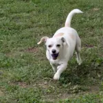 Honey: Special dog for my son She is smart spunky wants to do what her owner does loves her pea pods treats chasing squirrels