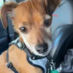 Sir Didymus: Didy is a free spirit who loves all his people at Happy Tails! He pretends to not like grass only to roll all around in it, he is always a happy boy, and he loves cheezits! Didy is my best friend and the best snuggle buddy to have!