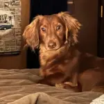 Fergus: He is 9 months old, a mini long haired dachshund and is the best, well behaved, gorgeous little boy. He makes everyone smile and you can tell he just loves life. He loves the ocean , walks, and shopping in his favorite stores. He’s one handsome dandy! I think he deserves it because he is just a pure soul who loves everyone.