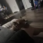 Boomer: Boomer is an American Pocket Bully… Boomer and our children and grandchildren are very tight…. Boomer was in a very hectic environment before we got him but has been a source of love and just funny! One of a kind !