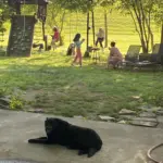 Ace Phillips: Ace is a rescue dog from the local humane society in cape he is believed to be part border collie with Labrador and German shepherd he is the best dog. He watches over our daughter and protects our chickens he needs a good bath and to be pampered.
