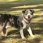 Vandal: Vandal is a standard American bully, blue Merle He has one gray eye and one bright blue eye. 1.5 year-old, this boy has never met a stranger, big goofball with the biggest smile you’ll ever see. he adores children plays well with dogs and cats and is my best friend, I would recommend American bully to anybody. They are great dogs with proper training. This boy knows all his commands and would love to see y’all soon.
