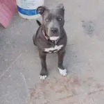 Saraya: Saraya is a 3 year old American Pitbull Terrier. She is sweet, loving, gentle, goofball that loves to meet new people.