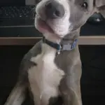 Milo: Milo is a 5 month old pit. He is the sweetest baby even when he gets the zoomies.