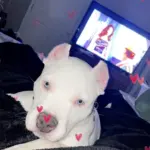 Gaviota: Gaviota or Gavy is a bullypit mix. She loves her spa days! Especially when she gets to put her onesies on after her pawpering spa as we call it!