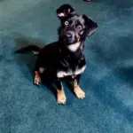 Presley Marie: She is part wiener dog and some sort of shepherd. Has one blue eye and one brown. She loves to play ball, she likes baths too. She will be 2 in October so she has a lot of spunk.