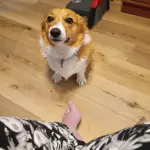 Ruby: She is loving full of energy. She is Corgi. She really need a bath and her nails done.