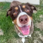 Koda: Koda plays hard and loves even harder. He loves to run and play ball with his 2 sisters and cousins. He would definitely love a nice bath after all that playing.