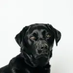 Oakley: Oakley thinks she is an 80 pound lap dog. Her favorite things to do include cuddling, swimming, diving under the water, and of course taking naps in her humans bed! She does great for nail trims and would love a good spa day. She also would just love all the attention!
