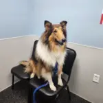 Debra: Debra is a rough collie with a big personality. She loves rides, swimming, and running for anything you wanna throw for her. She is an outstanding girl who always follows commands. She deserves a day off the farm to be pampered.