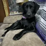 Willow: Willow is a full blood lab and the reason she needs to be picked is because she’s had a good soul. She loves everyone.