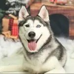 Gus: Gus is the sweetest pup and he deserves a deep conditioning so he can feel brand new with his double coat!