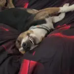 Ranger: I adopted him at Bellville Humane society he's 1 year and 2 months old and he's very silly and shy sometimes but he loves ice cubes, digging holes, and sleeping on my couch while I play games on my computer. He's a beagle and plot hound mix.