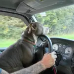Dude: The Dude is wild spontaneous lazy crazy funny cute dog very loving too
