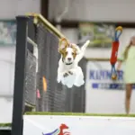 Maple: Maple is an English Setter who loves to run and chase birds outside all day long. She has white fur, that gets extremely dirty every time she sets foot outside. The free bath and nail treatment would do wonders to get her back to her beautiful white coat.