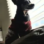 Chico: He's a grumpy old man that was rescued a few years ago. He love his mom and doesn't care about anyone else, unless he's protecting the house and family. His mom struggles to get his nails trimmed well.