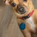 Fred: Fred is a Chihuahua who loves to roll in the grass when he’s not buried inside of a blanket.
