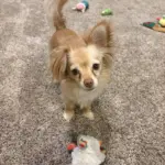 Honey: She is a Chihuahua/Yorkie mix. She is friendly and adorable. She tries to cheer you up when you’re feeling down.
