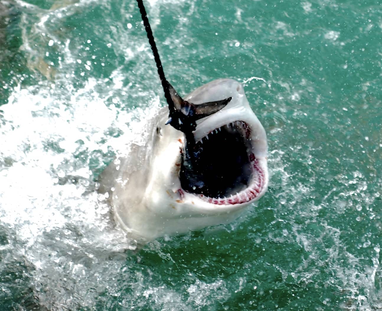 sharks eat catamaran