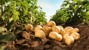 potatofarm