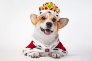dog-in-a-crown