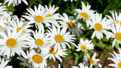yampa-botanic-park-flowers-003
