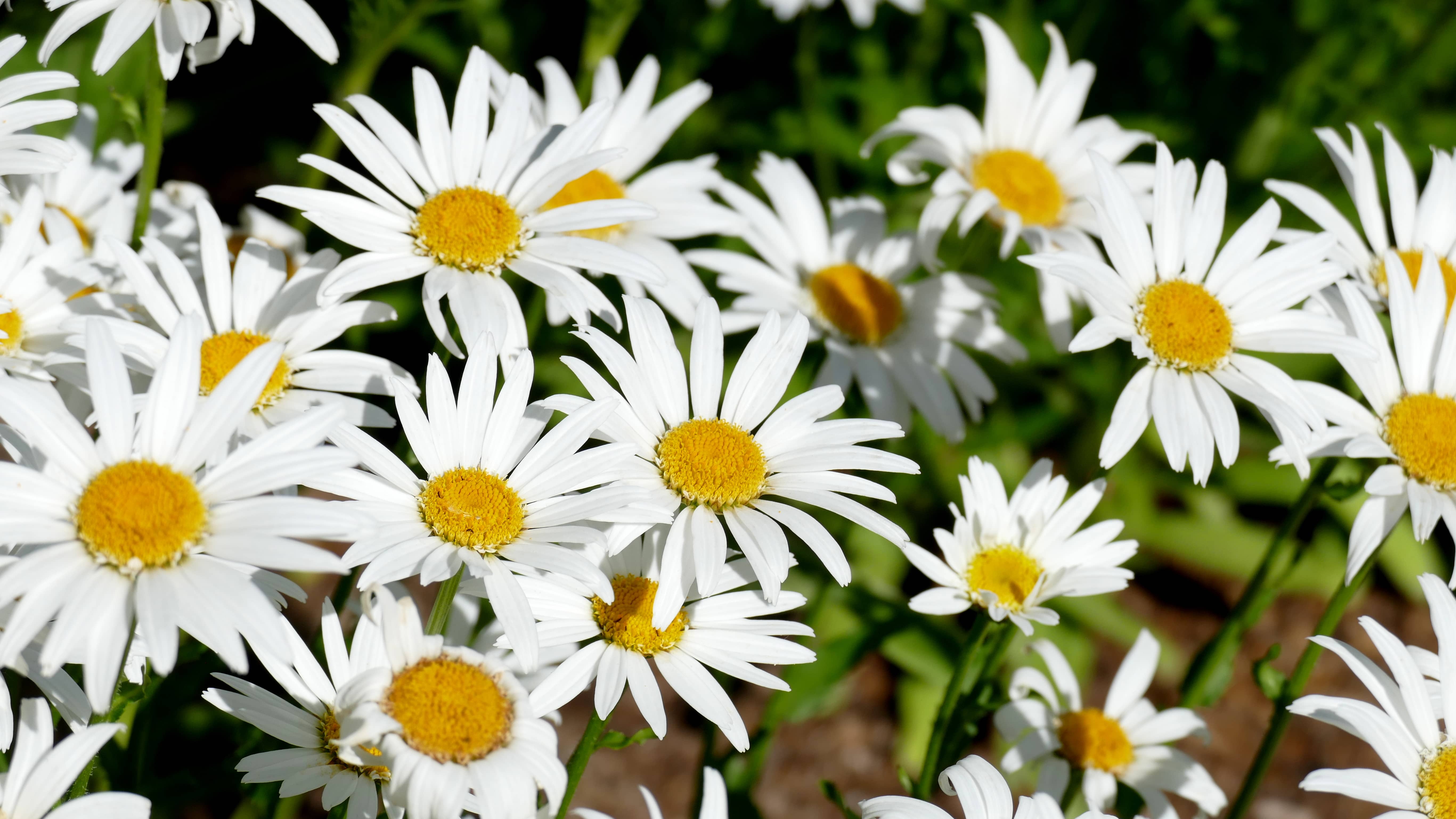 yampa-botanic-park-flowers-003